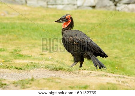 Southern Ground Hornbill, Bucorvus Leadbeateri