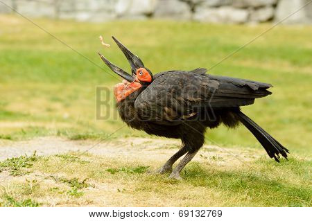 Southern Ground Hornbill, Bucorvus Leadbeateri