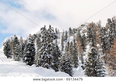 Coniferous Wood On Snow Slope In Dolomites