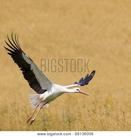 A Stork In Flight In Suwalki Landscape Park, Poland.
