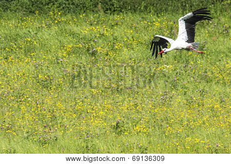 A Stork In Flight In Suwalki Landscape Park, Poland.