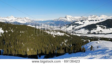 Fir Forest On Alps Mountains