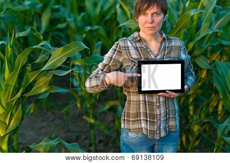 Agronomist With Tablet Computer In Corn Field