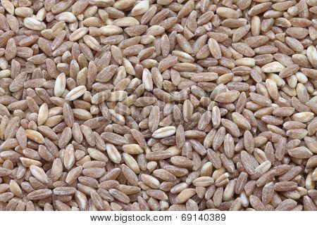 spelt, farro, primitive wheat