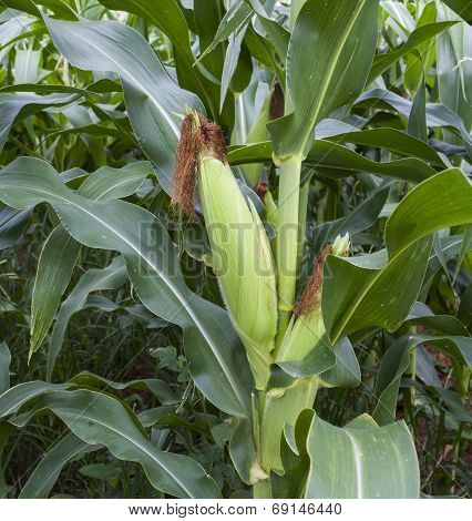 Young Green Corn On Plant Farm