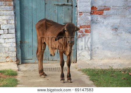 small bull 3