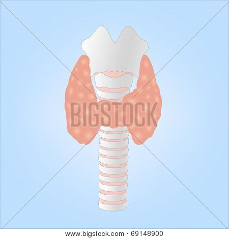 Illustration of a Human Thyroid Gland
