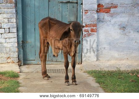 small bull 4