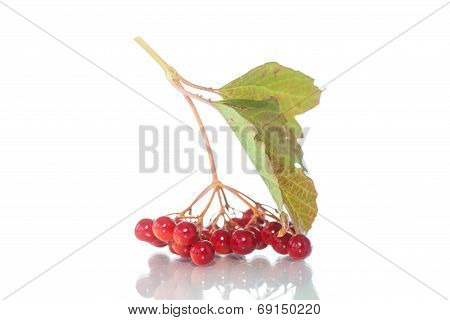 Viburnum