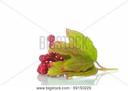 Viburnum