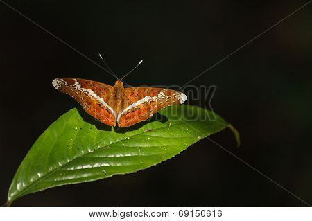 A Knight Butterfly On A Green Leaf