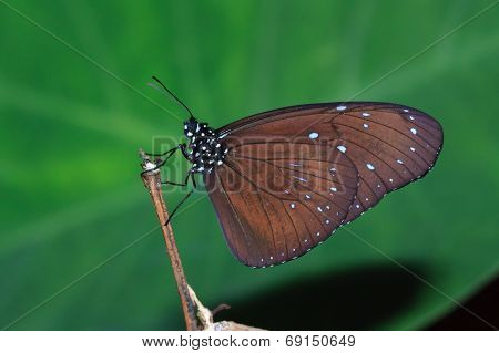 A Side View Of Male Striped Blue Crow Butterfly