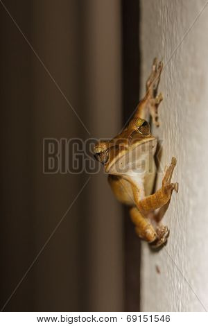 A Common Bush Frog Holding On The Wall
