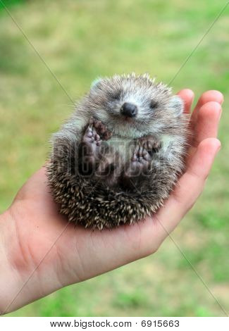 ヤシの木でハリネズミ