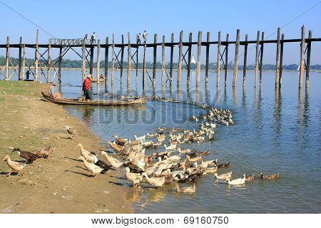 AMARAPURA, MYANMAR - DECEMBER 31: An unidentified man fishes in a lake on December 31, 2011 in Amara