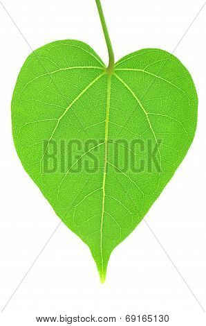 Heart Leaf