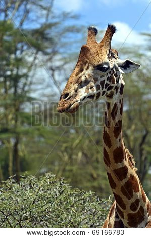 Giraffe