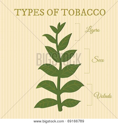 Types Of Tobacco