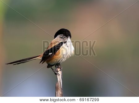 Long Tailed Shrike
