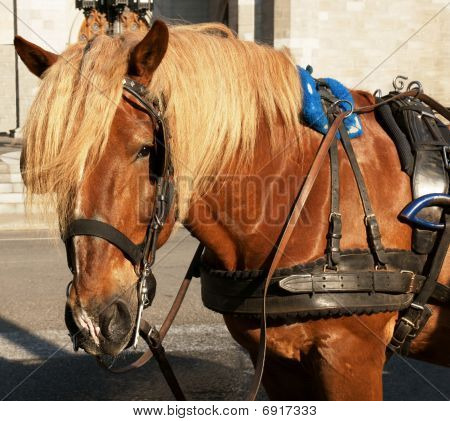 Closeup arbejder hest ser på kamera