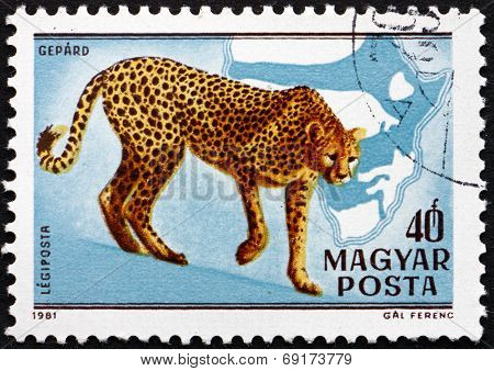 Postage Stamp Hungary 1981 Cheetah, Acinonyx Jubatus, Cat