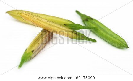 Ayurvedic Medicinal Chirata