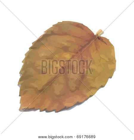 Beautiful autumn leaves.