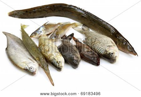 South Asian Fishes