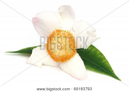 Mesua Ferrea Or Nageshwar Flower Of Indian Subcontinent
