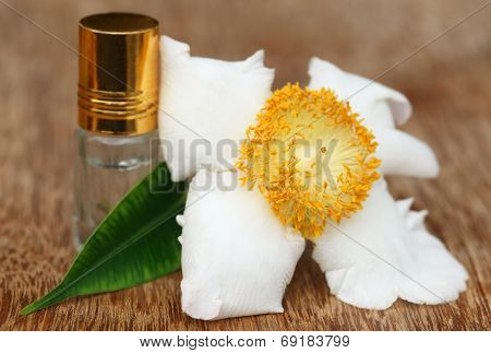 Nageshwar Flower Of Indian Subcontinent With Essence Bottle