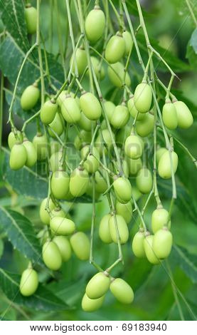Medicinal Neem Fruits