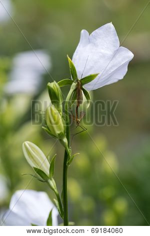 Close up of Campanula or canterbury bells flowers