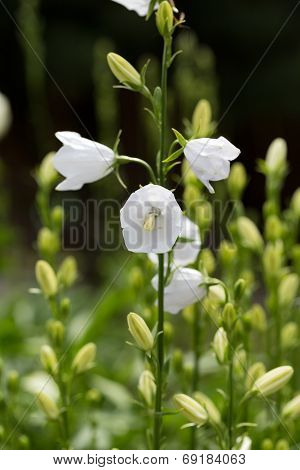Close up of Campanula or canterbury bells flowers