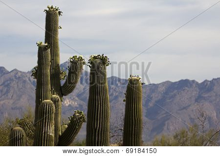 A cluster of Saguaro cacti blossoming in the Sonoran Desert.
** Note: Soft Focus at 100%, best at smaller sizes
