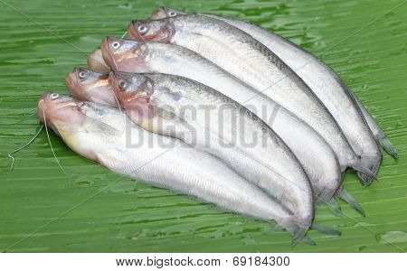 Fresh Water Pabda Fish Of Southeast Asia