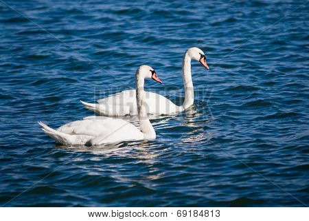 Two Mute Swans On Water.