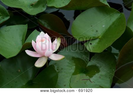 Ninfea rosa