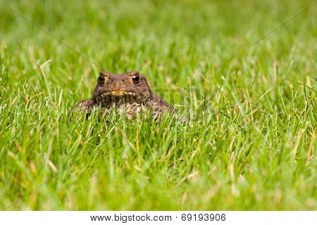 Gray frog sitting on green grass