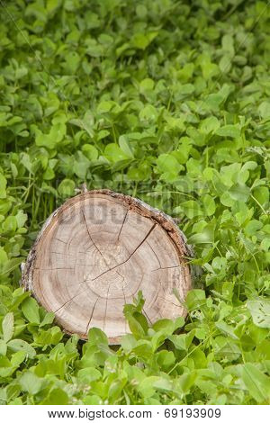 tree stump on the green grass