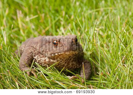Gray frog sitting on green grass