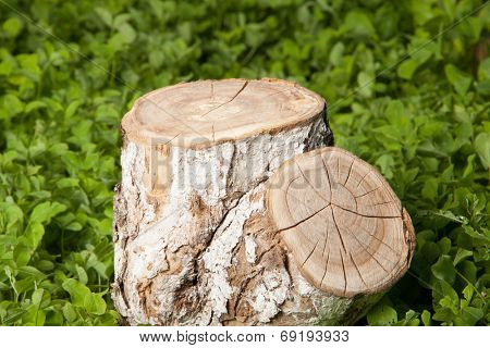 tree stump on the green grass