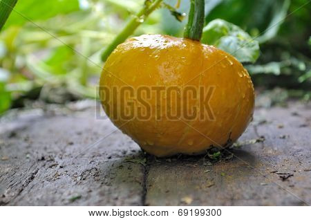 Fresh Potimarron