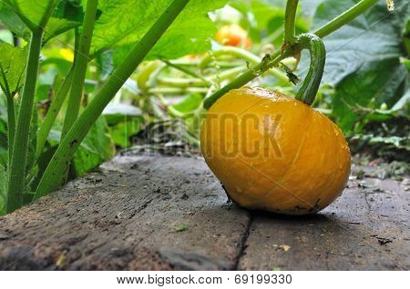 Potimarron On Plank
