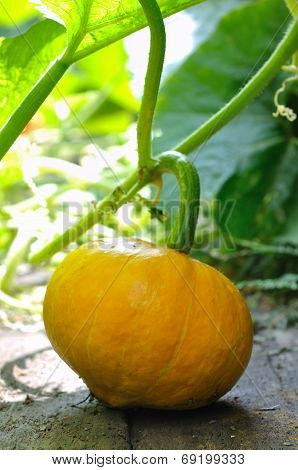 Potimarron In Vegetable Garden
