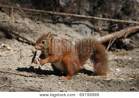 Red Squirrel