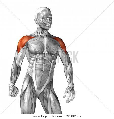 Concept or conceptual 3D deltoid or chest human anatomy or anatomical and muscle isolated on white background