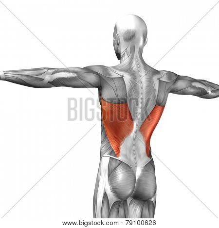 Concept or conceptual 3D Latissimus Dorsi or back human anatomy or anatomical and muscle isolated on white background