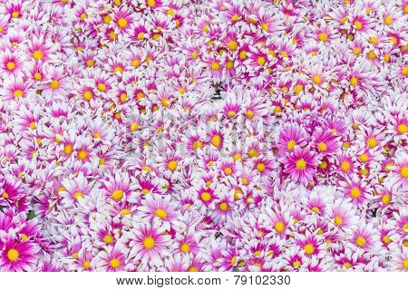 Autumn Bright Colored Chrysanthemum Flowers