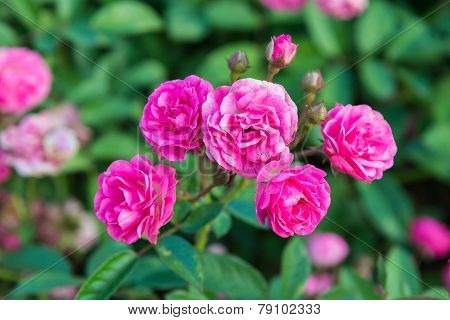 Beautiful Rose In The Garden