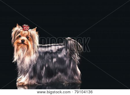 Yorkshire terrier